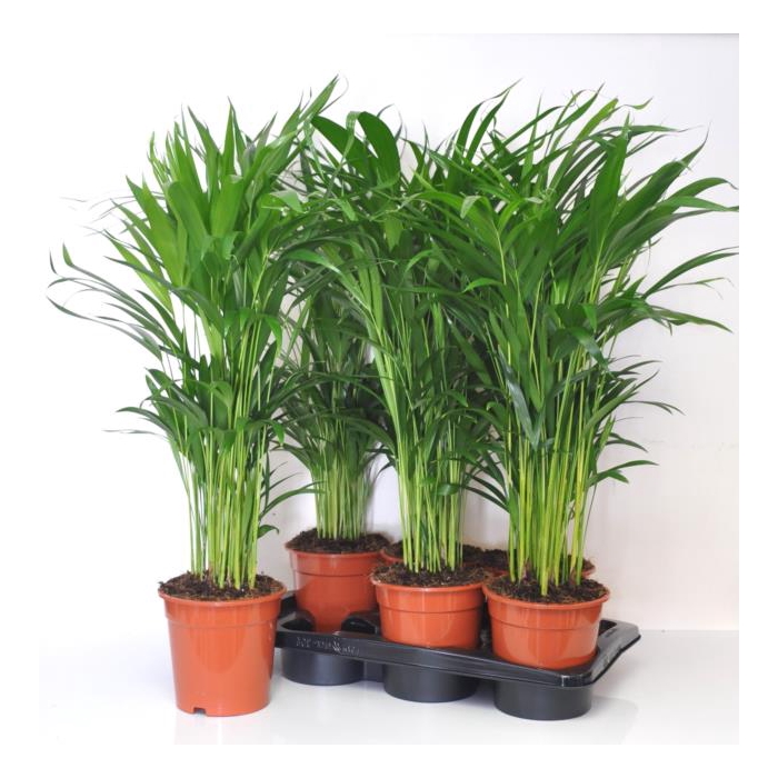 <h4>Areca lutescens 17Ø 55cm 20pp</h4>