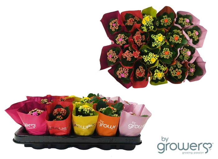 <h4>KALANCHOE 'CALANDIVA' 'MINI' P6 MIX</h4>