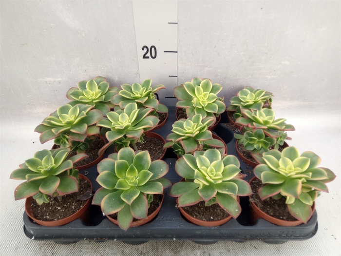 <h4>Aeonium   ...</h4>