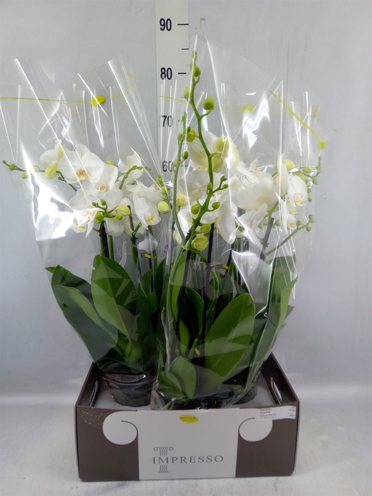 <h4>Phalaenopsis ...white</h4>