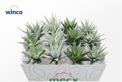 <h4>Haworthia mix mecx flowers mecx-emmer 8cm</h4>