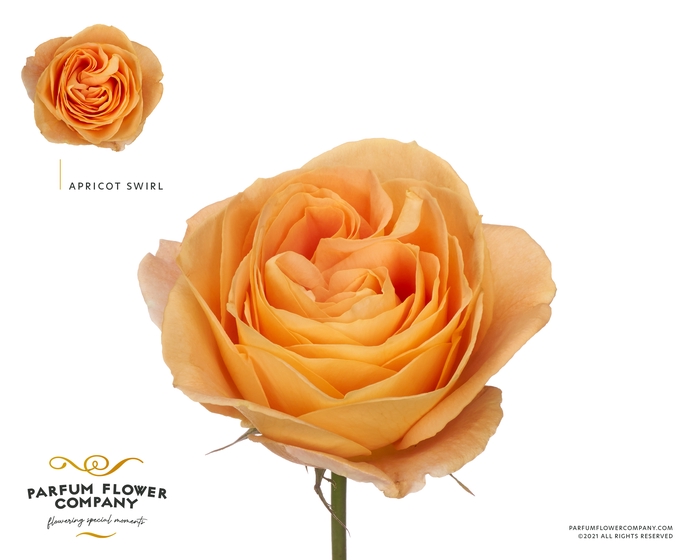 <h4>Rosa Parfum Apricot Swirl</h4>