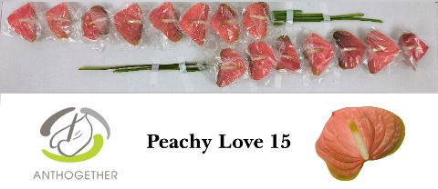 <h4>Anthurium peachy love</h4>