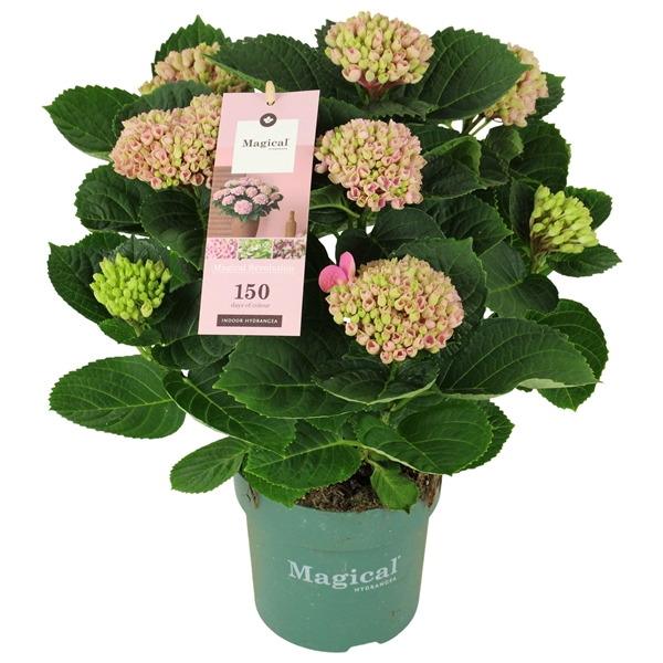 <h4>Hydrangea Magical Revolution ® rose 5/6 flowers</h4>