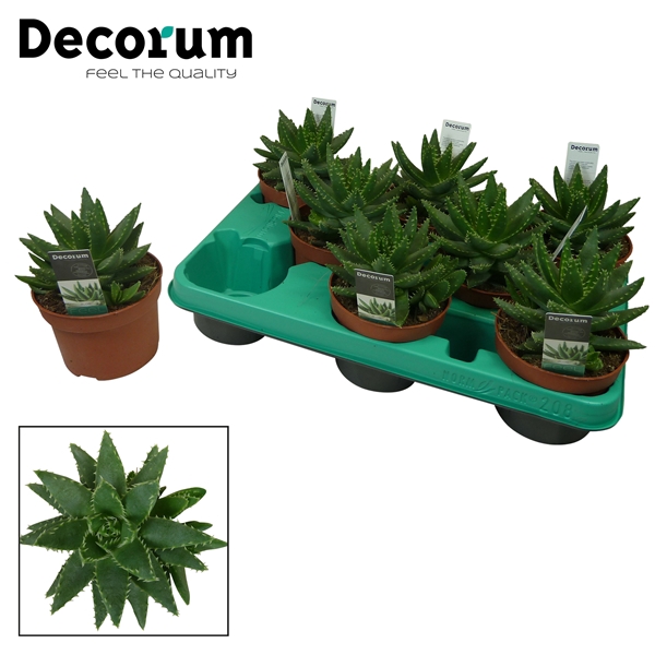 <h4>Aloe brevifolia (Decorum)</h4>