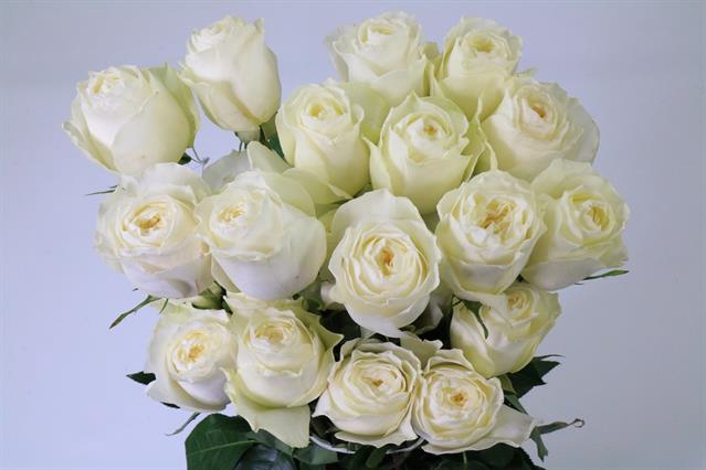 <h4>Rosa ec coldplay</h4>