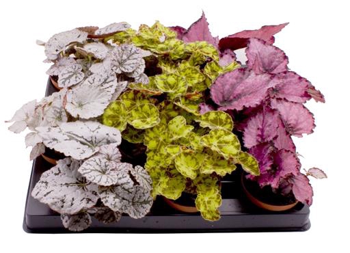 <h4>BEGONIA REX-HYBRID MIX P6</h4>