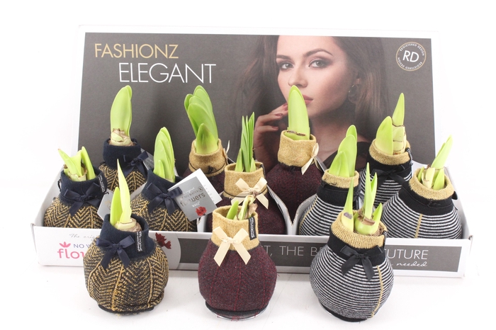 <h4>arr4 Amaryllis VH - Fashionz elegant</h4>