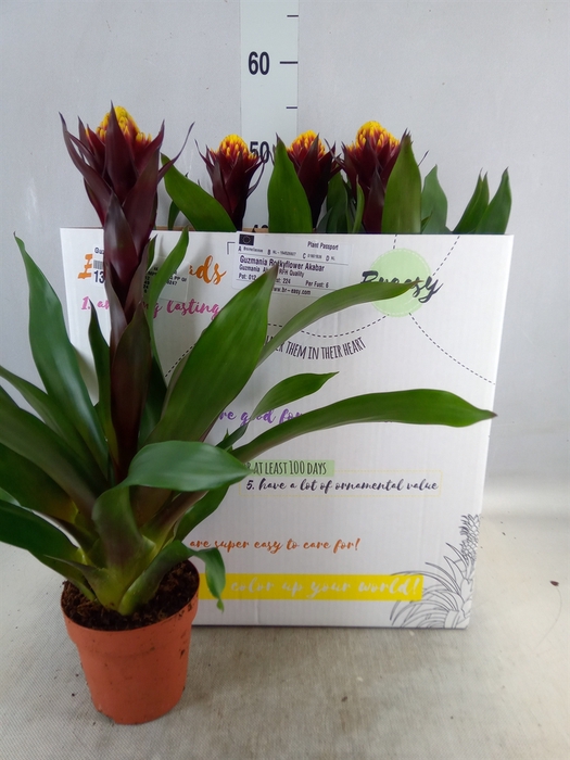 <h4>Guzmania  'Akabar'</h4>