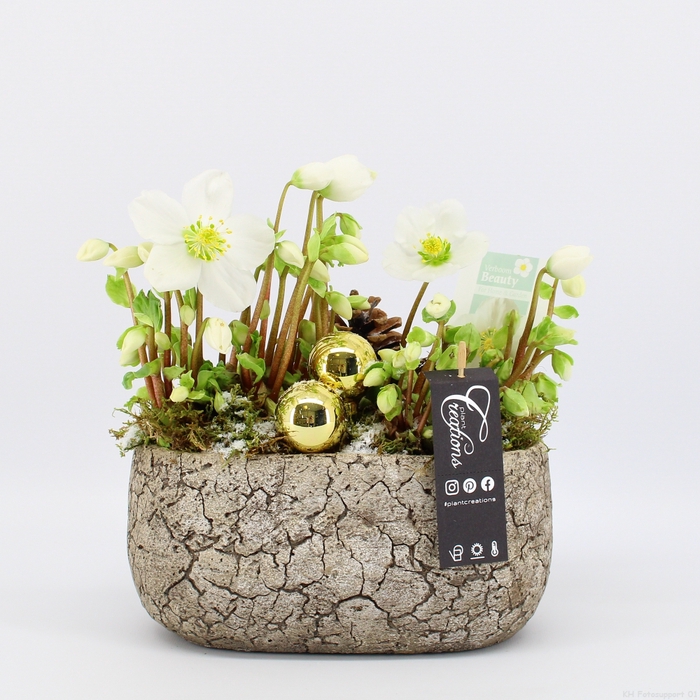 <h4>NHCR-2333 Verboom Helleborus</h4>