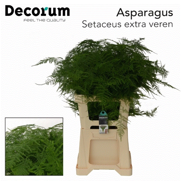 <h4>ASP SETAC EXTRA V</h4>