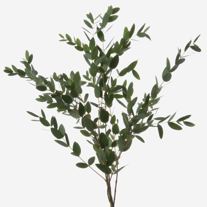 <h4>Eucalyptus Parvifolia</h4>