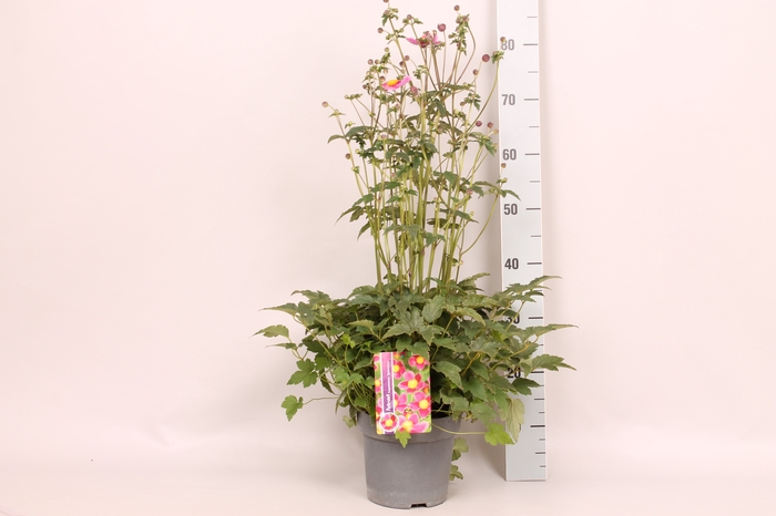 <h4>vaste planten 19 cm  Anemone Splendens in knop</h4>