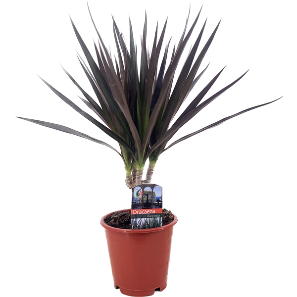 <h4>Dracaena magenta</h4>