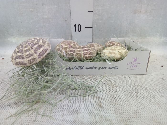 <h4>Tillandsia</h4>