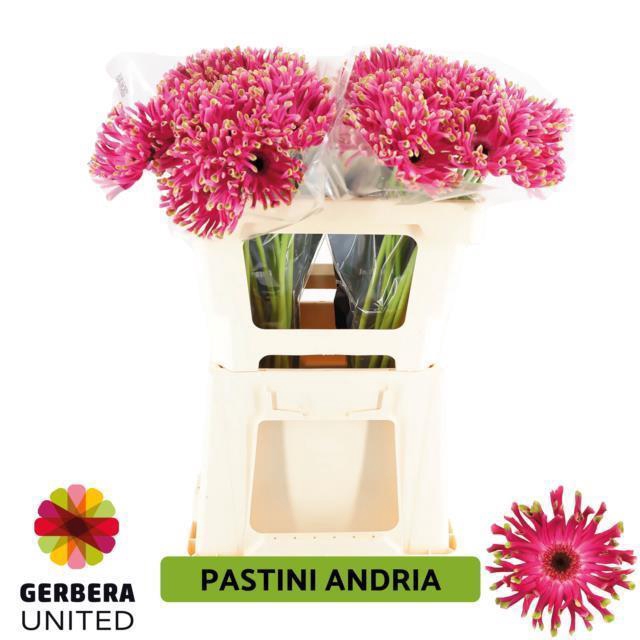 <h4>GE KV PASTINI ANDRIA</h4>