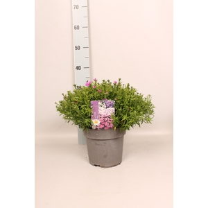 vaste planten 19 cm  Aster Rose