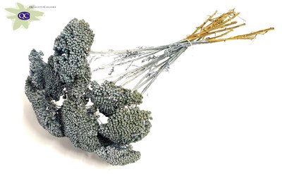 <h4>Achillea per stem metallic antique blue</h4>