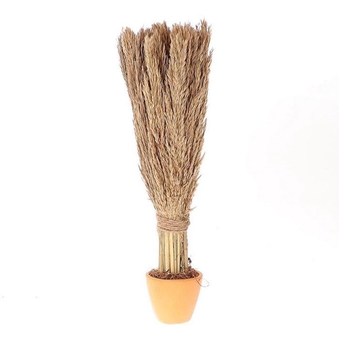 <h4>Droogbloem Pot Nanal grass d16*46cm</h4>