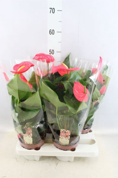 <h4>Anthurium andr. 'California'</h4>