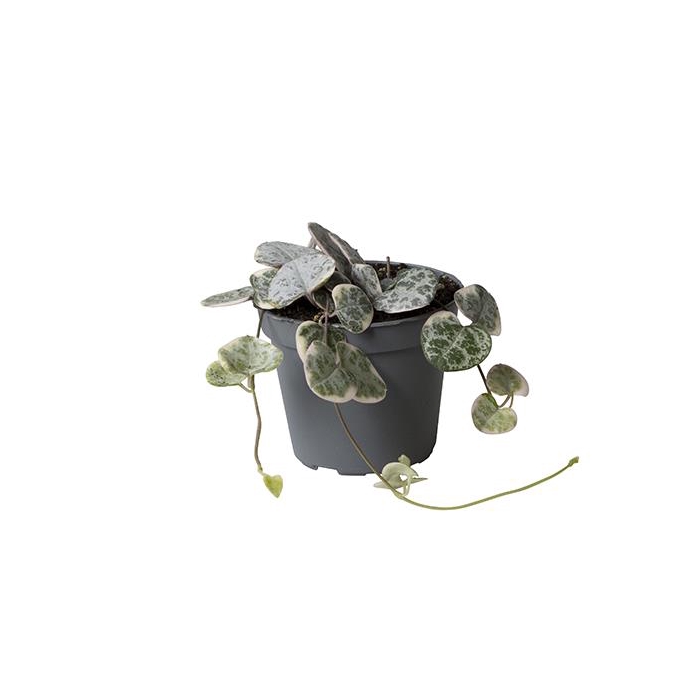 <h4>Ceropegia Woodii Variegata 6Ø 14cm</h4>