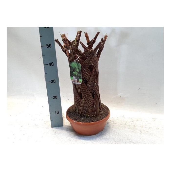 <h4>Salix alba 28Ø 65cm</h4>