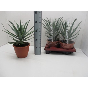 Aloe Arborescens (Cites) 20Ø 45cm