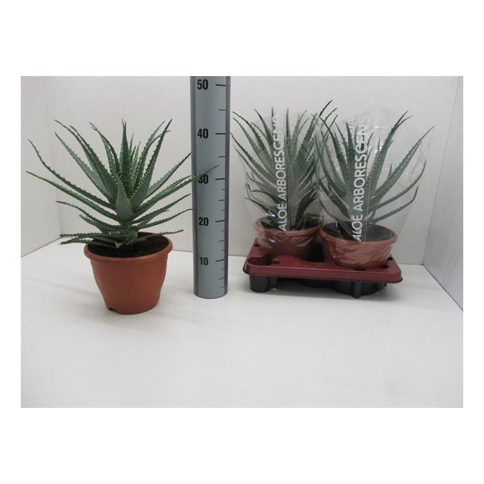 <h4>Aloe Arborescens (Cites) 20Ø 45cm</h4>