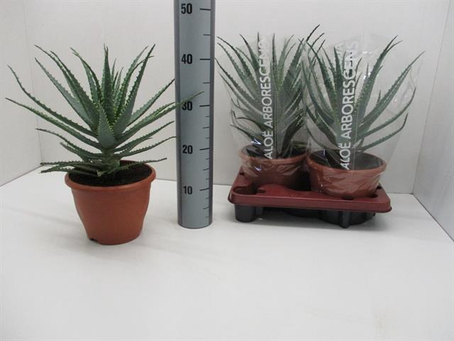 Aloe Arborescens (Cites) 20Ø 45cm
