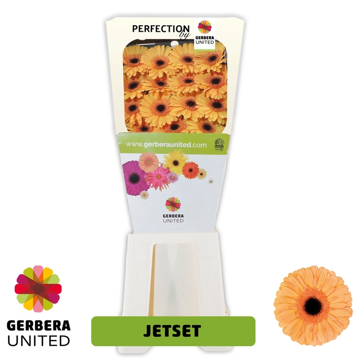<h4>Gerbera Jetset Diamond</h4>