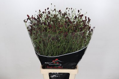 <h4>Sanguisorba officinalis</h4>