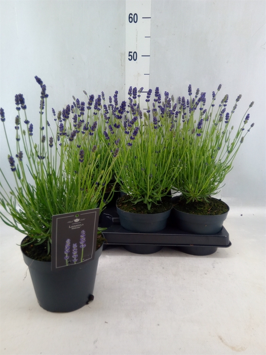 <h4>Lavandula Angus. 'hidcote'</h4>