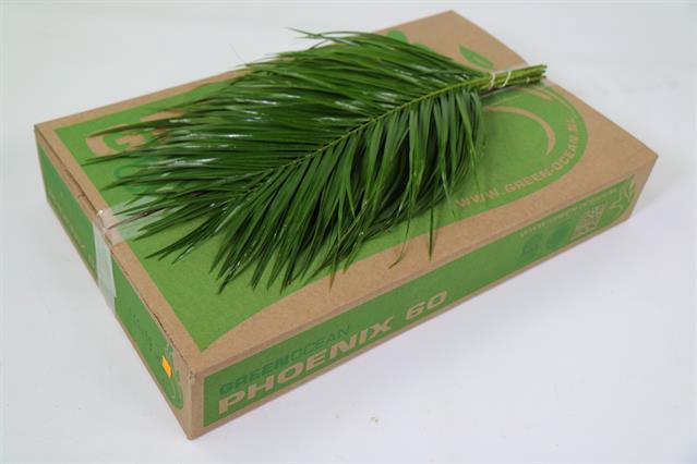 <h4>Leaf phoenix roebelenii Green Ocean</h4>