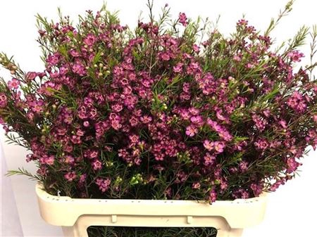 <h4>Chame Purple Pride 80cm</h4>