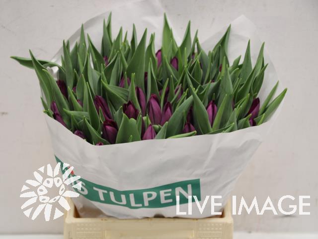<h4>Tulipa si purple surprise</h4>