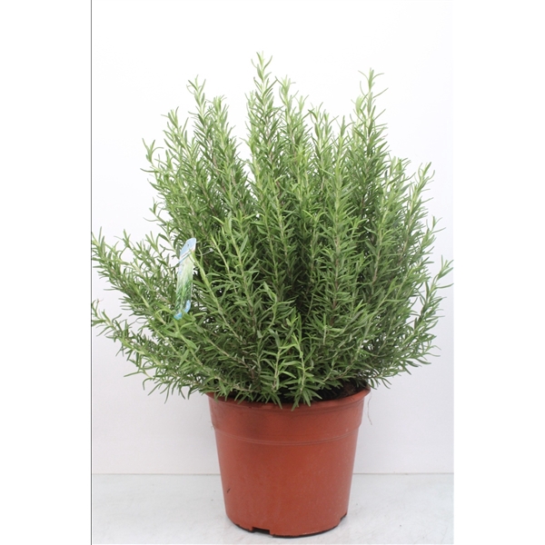 <h4>Rosmarin Bush XXL</h4>