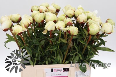 <h4>Paeonia ivory victory</h4>