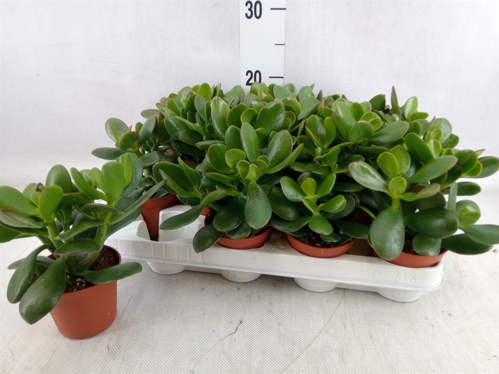 <h4>Crassula ovata 'Hummels Sunset'</h4>