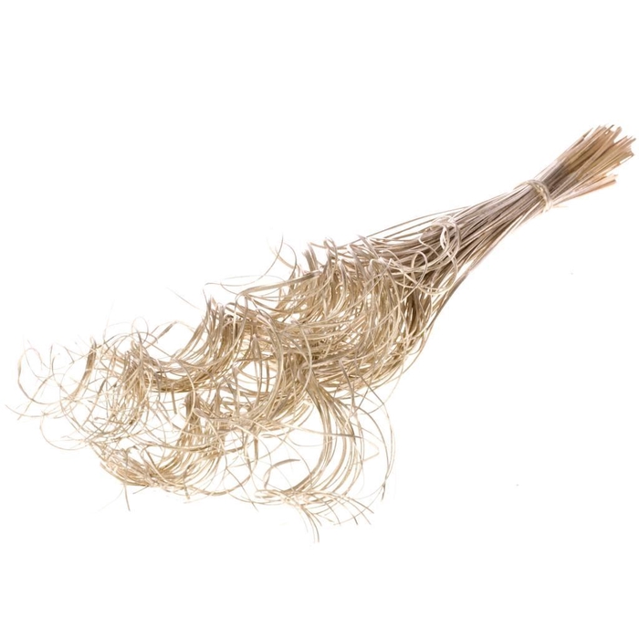 <h4>Curly ting sb cham. gold</h4>