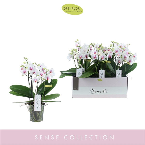 <h4>Phal Opti Boquette Passion 3-5 Tak</h4>