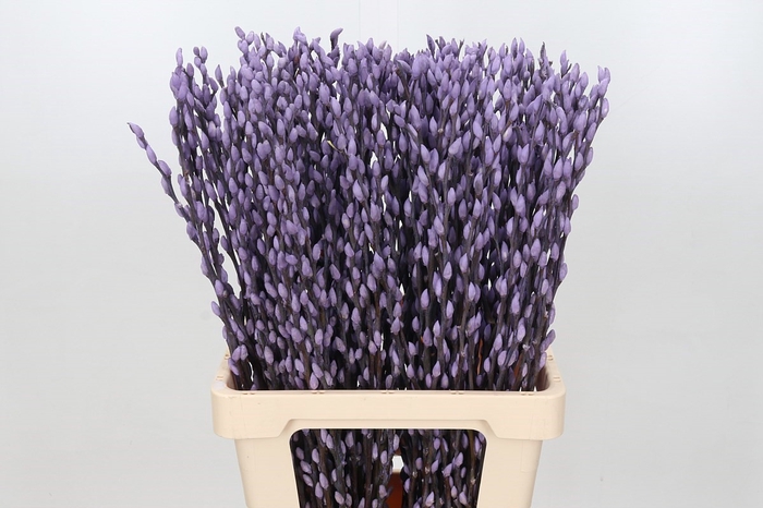<h4>Salix paint pussy willow milka</h4>