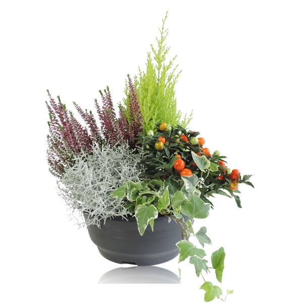 <h4>Arrangement Schaal 23 cm</h4>