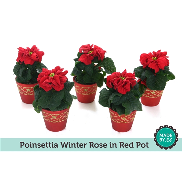 <h4>Euph. Poinsettia Winter Rose red in red pot</h4>