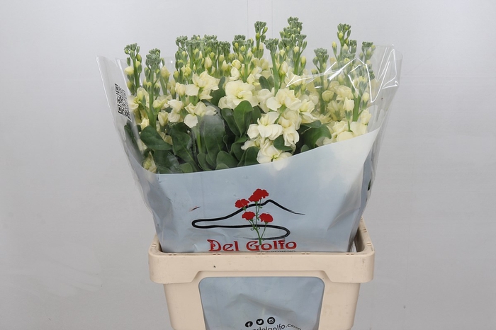 <h4>Matthiola iron yellow</h4>