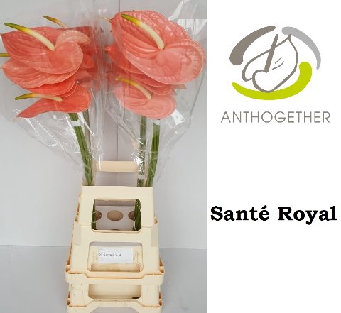<h4>Anthurium sante royal</h4>