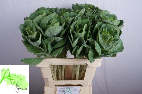 <h4>Brassica white crane</h4>