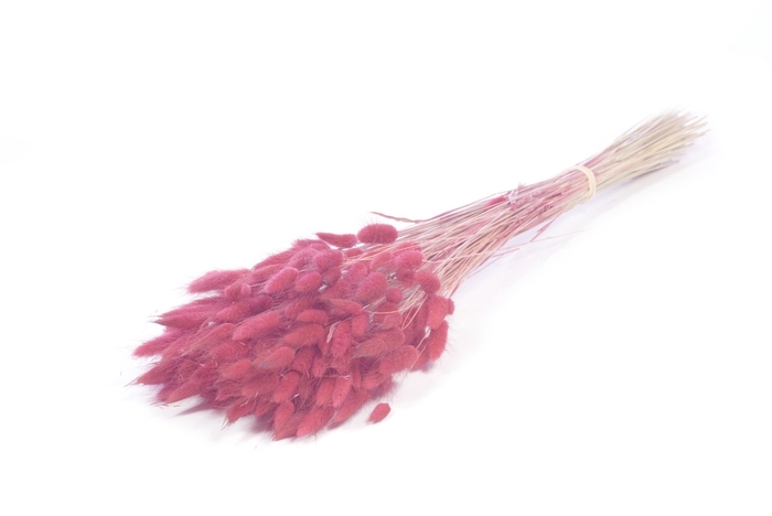 <h4>.Lagurus pink</h4>