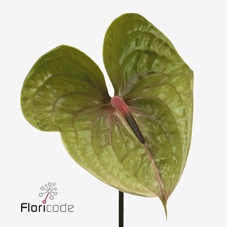 <h4>Anthurium pistache</h4>