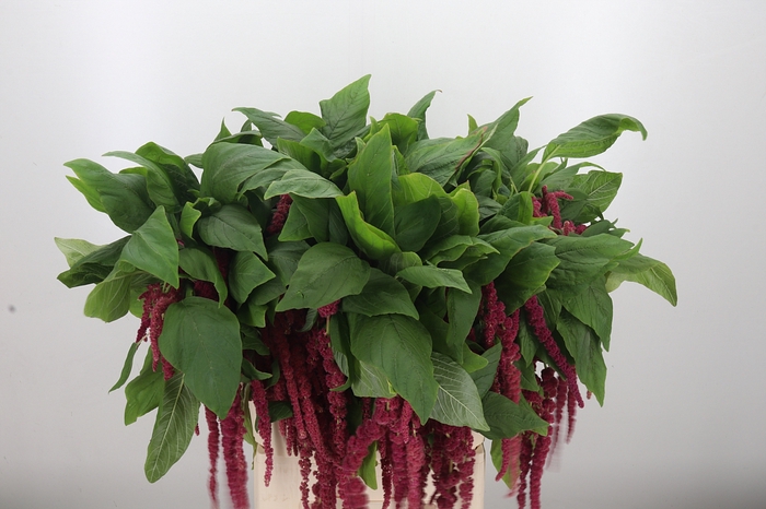 <h4>Amaranthus Hang Rood</h4>