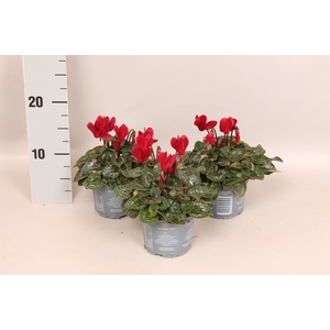 Cyclamen Super Serie Wine Red